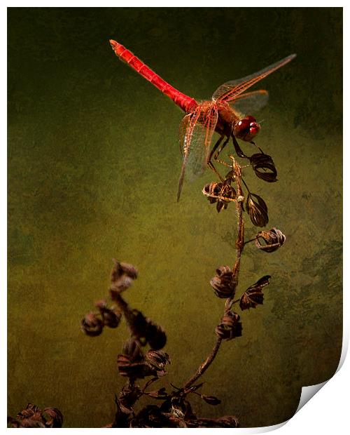 Red Dragonfly on Dead Plant Print by Belinda Greb