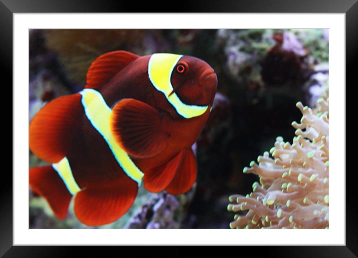 Maroon Clownfish Framed Mounted Print by Diane Holden
