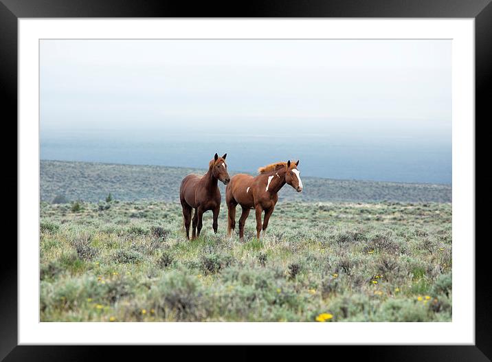 Wild Horses - South Steens No. 1 Framed Mounted Print by Belinda Greb