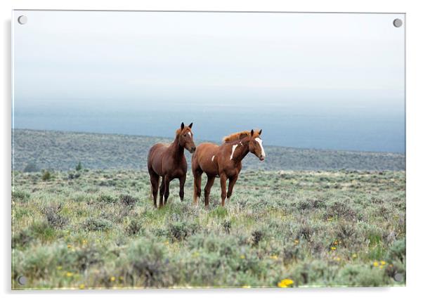 Wild Horses - South Steens No. 1 Acrylic by Belinda Greb