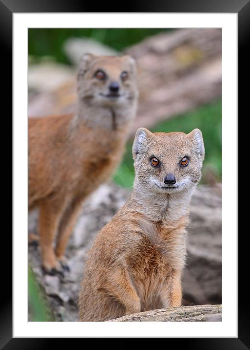 Mongoose watch Framed Mounted Print by Levente Baroczi