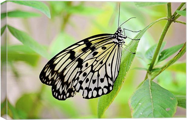 Butterfly Beauty Canvas Print by Nicole Rodriguez