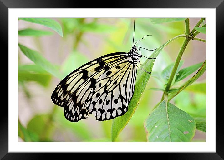 Butterfly Beauty Framed Mounted Print by Nicole Rodriguez