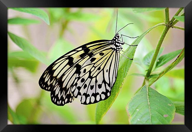 Butterfly Beauty Framed Print by Nicole Rodriguez
