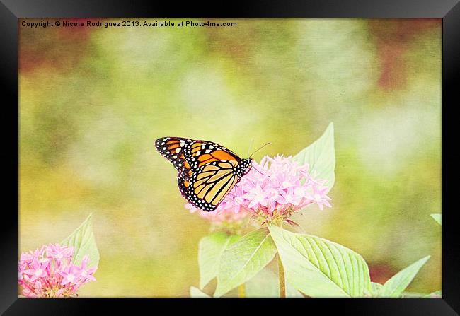 Dazzling Monarch Framed Print by Nicole Rodriguez