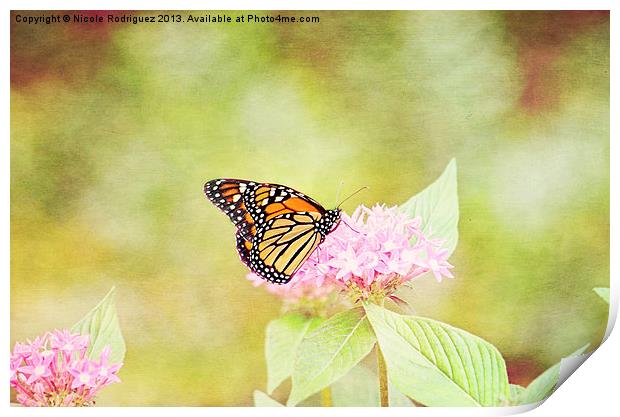 Dazzling Monarch Print by Nicole Rodriguez