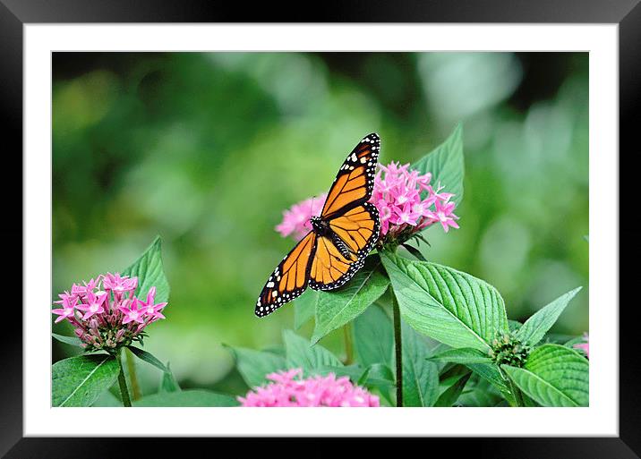Butterfly 2 Framed Mounted Print by Nicole Rodriguez
