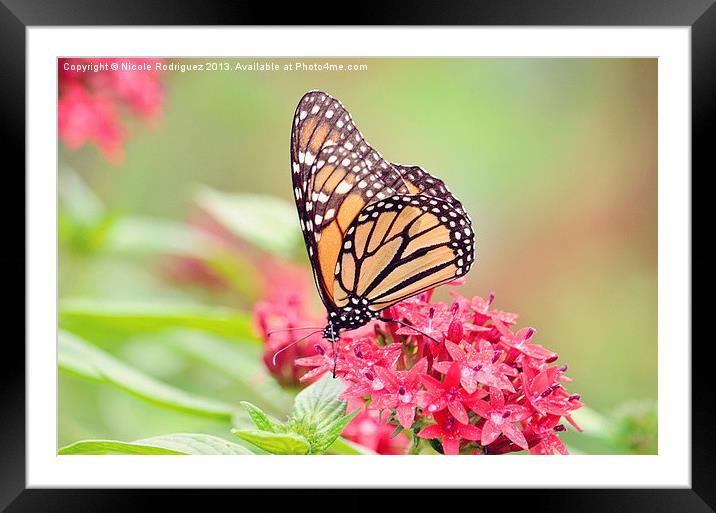Peaceful Butterfly 2 Framed Mounted Print by Nicole Rodriguez