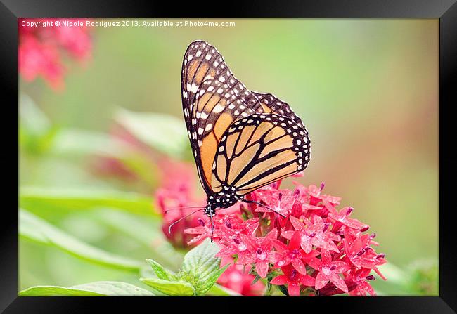 Peaceful Butterfly 2 Framed Print by Nicole Rodriguez