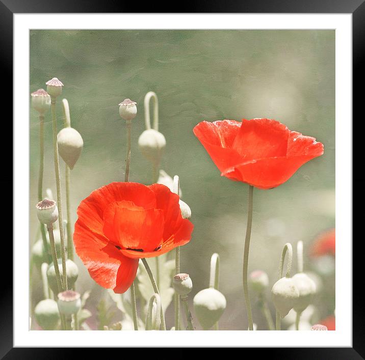Red Poppy Flowers Framed Mounted Print by Kim Hojnacki