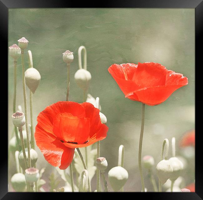 Red Poppy Flowers Framed Print by Kim Hojnacki
