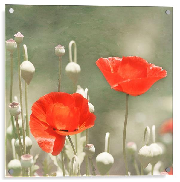 Red Poppy Flowers Acrylic by Kim Hojnacki