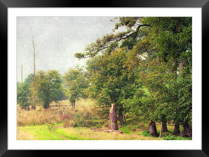 Country ramble Framed Mounted Print by Dawn Cox