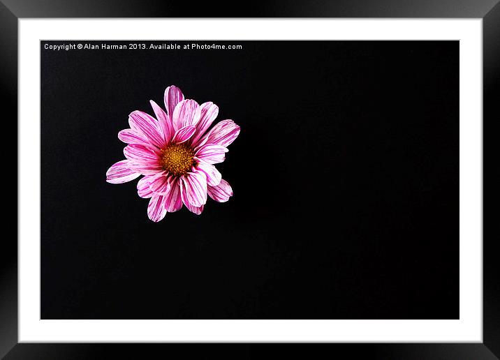 Chrysanthemum Flower Framed Mounted Print by Alan Harman