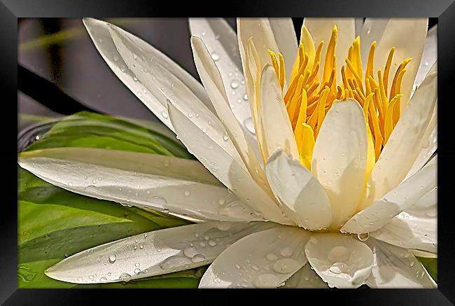 Droplets on Water Lily Framed Print by Anne Rodkin
