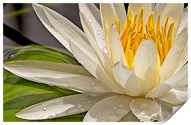Droplets on Water Lily Print by Anne Rodkin