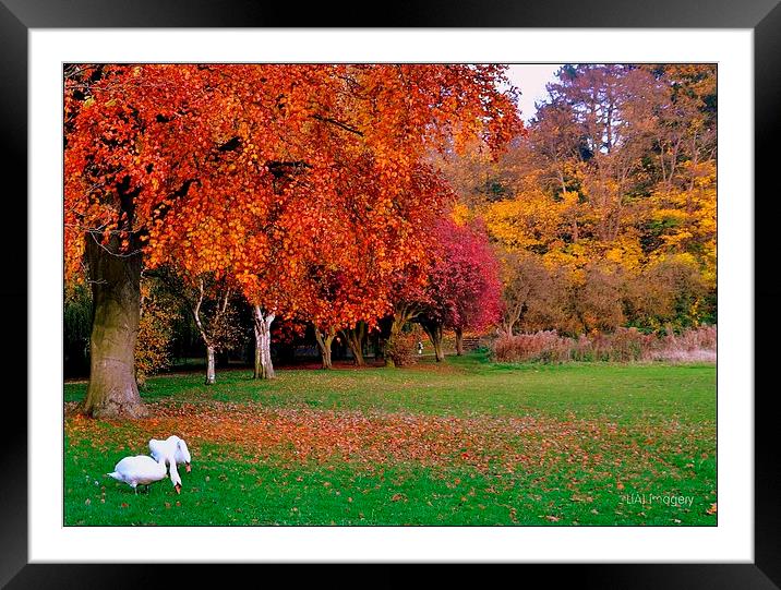 Autumn Swans Framed Mounted Print by leonard alexander