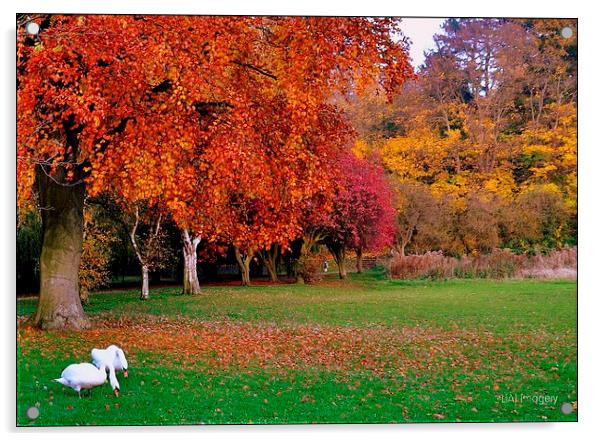 Autumn Swans Acrylic by leonard alexander
