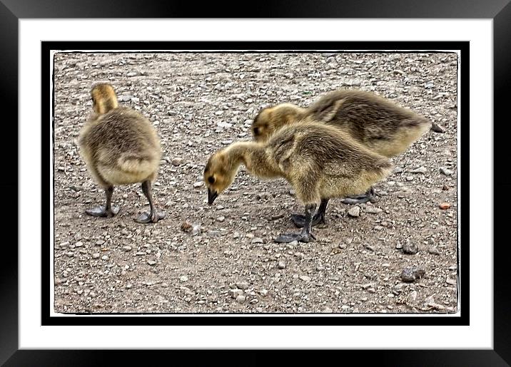 who ate him ? Framed Mounted Print by jane dickie
