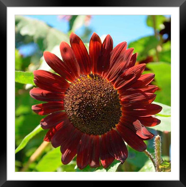 Red Sunflower Framed Mounted Print by Pamela Briggs-Luther
