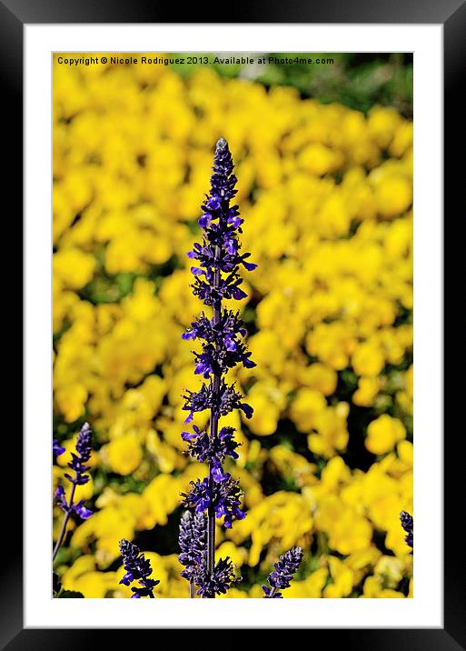 Purple In A Sea Of Yellow Framed Mounted Print by Nicole Rodriguez