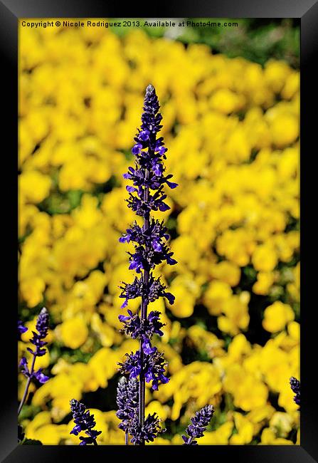 Purple In A Sea Of Yellow Framed Print by Nicole Rodriguez