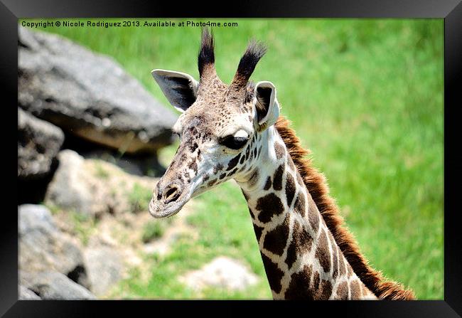 Baby Giraffe Close Up Framed Print by Nicole Rodriguez