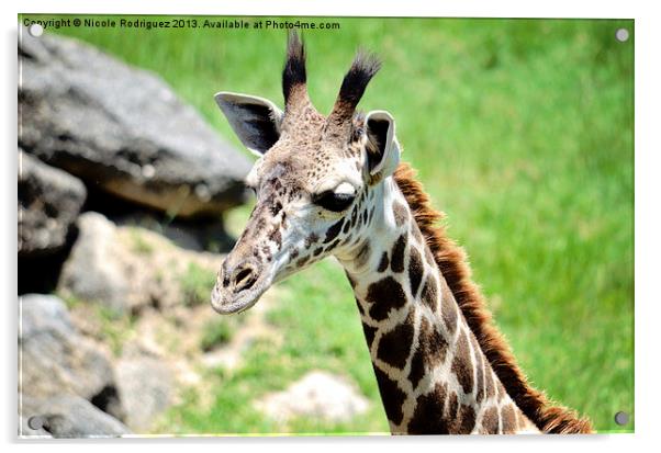 Baby Giraffe Close Up Acrylic by Nicole Rodriguez