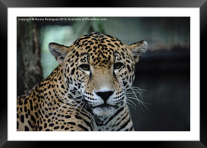 What Are You Looking At Framed Mounted Print by Nicole Rodriguez
