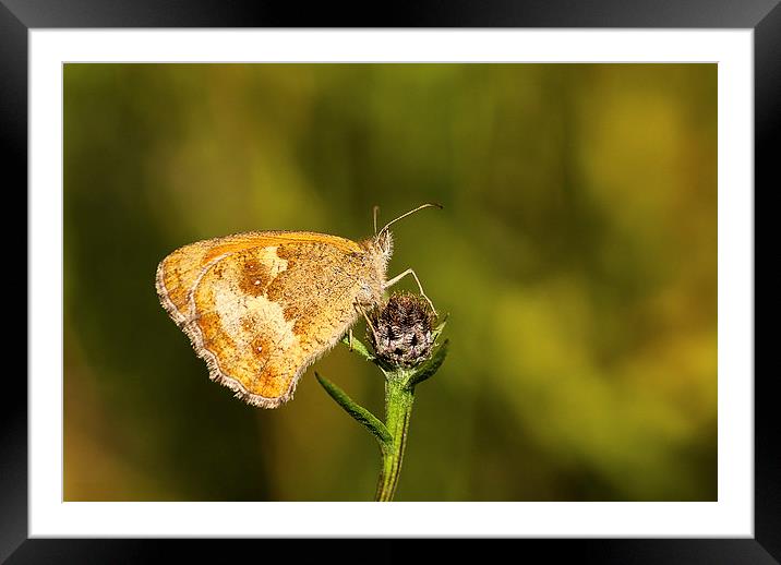 Gatekeeper Butterfly Framed Mounted Print by Malcolm McHugh