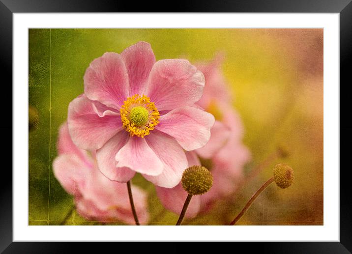Pink Anemone Framed Mounted Print by Corrine Weaver