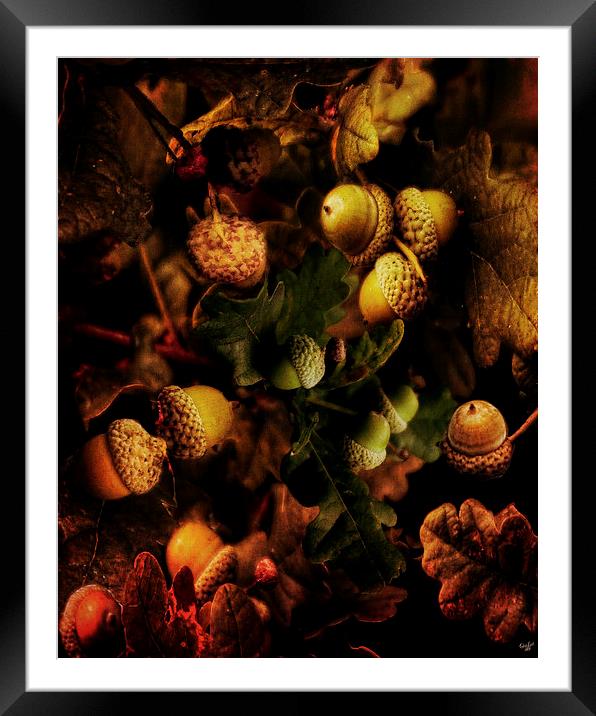 Autumn Oak Framed Mounted Print by Chris Lord