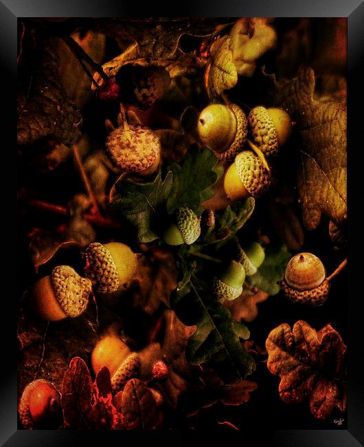 Autumn Oak Framed Print by Chris Lord