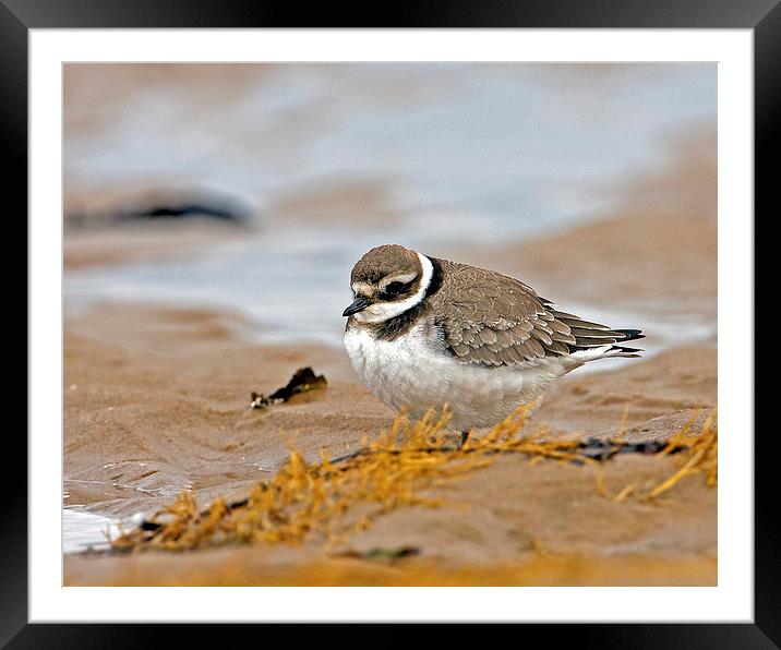 Ringed Plover Framed Mounted Print by Paul Scoullar