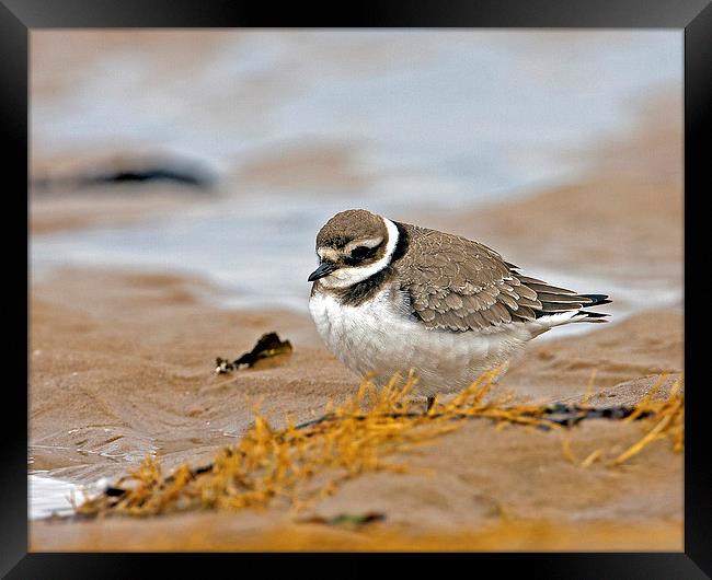 Ringed Plover Framed Print by Paul Scoullar