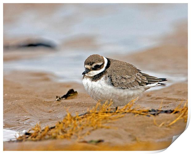 Ringed Plover Print by Paul Scoullar