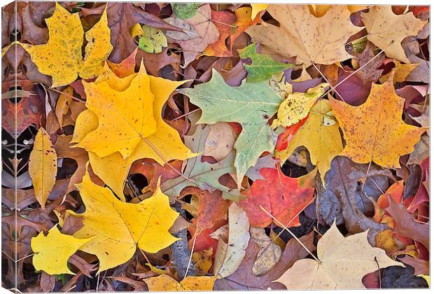 Maple Leaves Canvas Print by Steven Ralser