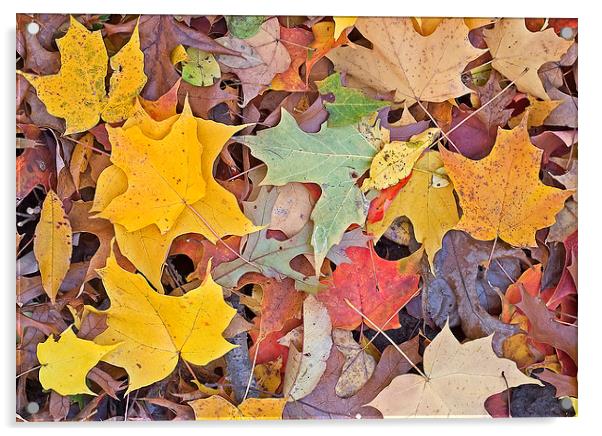 Maple Leaves Acrylic by Steven Ralser