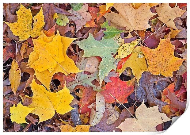 Maple Leaves Print by Steven Ralser