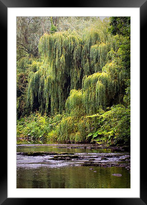 Weeping Willow Framed Mounted Print by Jim Jones