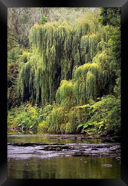 Weeping Willow Framed Print by Jim Jones