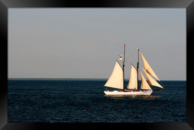 Sailing Nantucket Sound Framed Print by Barbara Bardzik