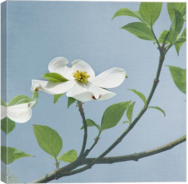 Dogwood Blossom Flowers Canvas Print by Kim Hojnacki