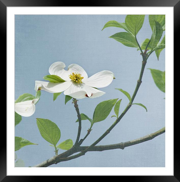 Dogwood Blossom Flowers Framed Mounted Print by Kim Hojnacki