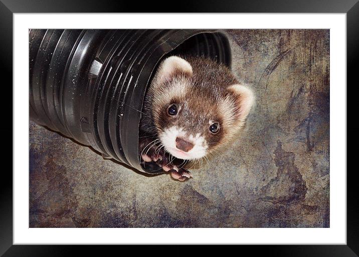 Ferret at Play Framed Mounted Print by Nicole Rodriguez