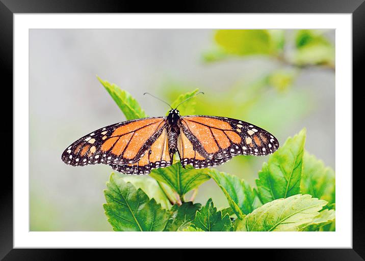 Butterfly 4 Framed Mounted Print by Nicole Rodriguez