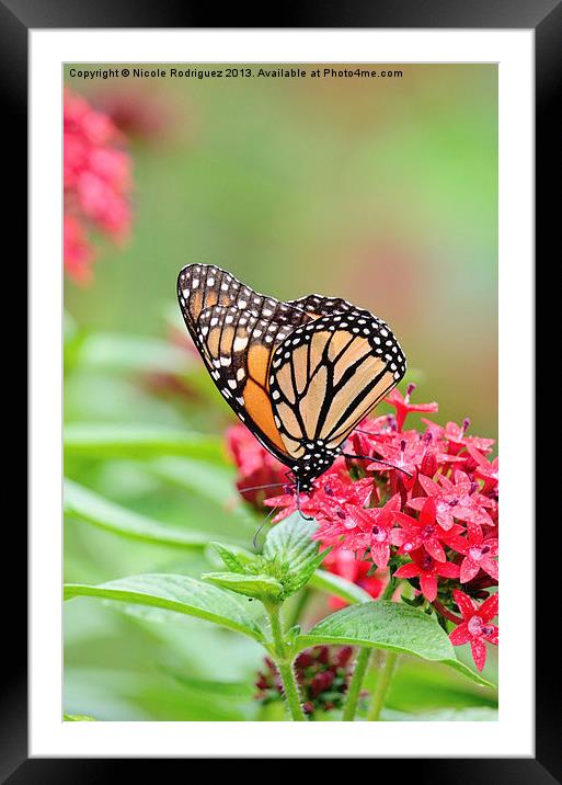 Peaceful Butterfly Framed Mounted Print by Nicole Rodriguez