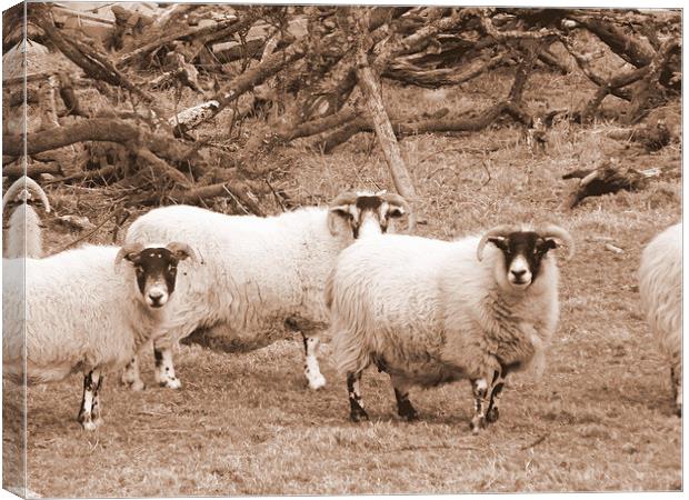 Ewe looking at me ? Canvas Print by Bill Lighterness