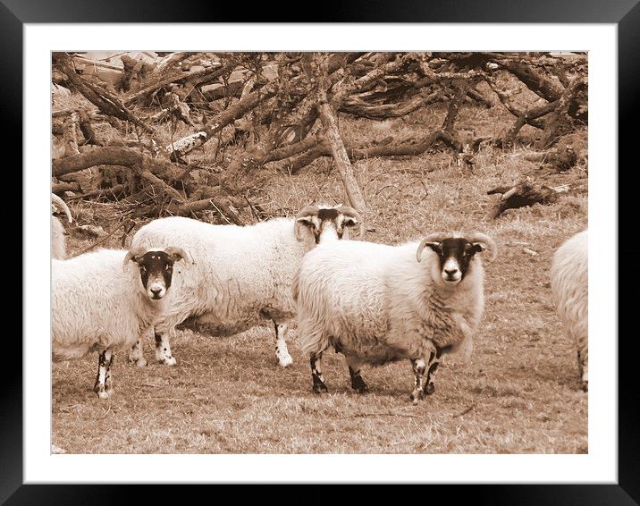 Ewe looking at me ? Framed Mounted Print by Bill Lighterness