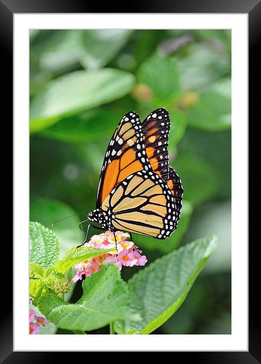 Monarch Butterfly Framed Mounted Print by Nicole Rodriguez